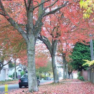 Meet your Posher, Sakura